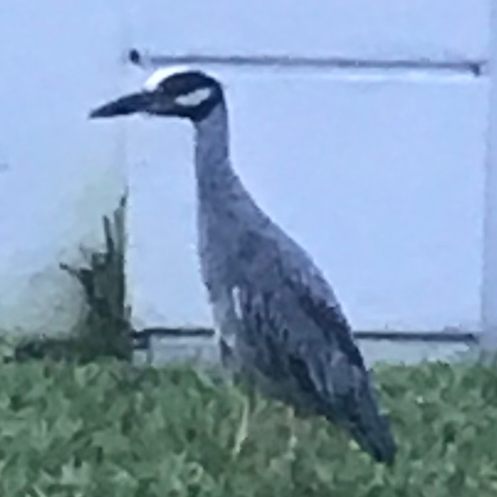 Meet your Posher, Dianne